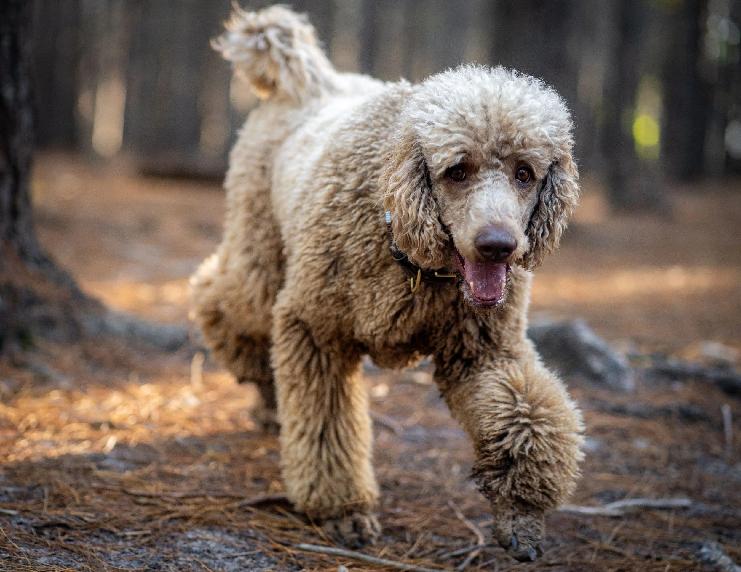 Dog Breed Highlight: Standard Poodle