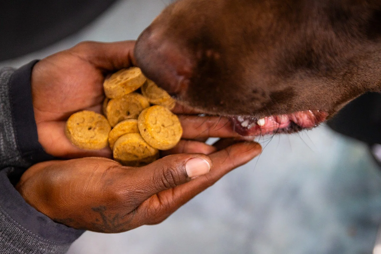 Hard work deserves the best rewards 🐾 

Treat your partner to our Field Master Grain Free Hip &amp; Joint Dog Biscuits in stores or at our InShop!

#SportsmansPride #FieldMaster #AfterWorkSnack