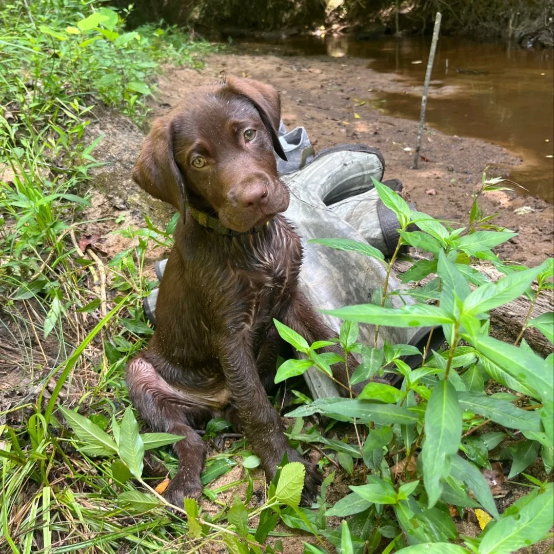 Every champion starts small, and we think @boonethebrowndog has a bright future ahead 🏆 

#SportsmansPride #FieldMaster #MiniChamp