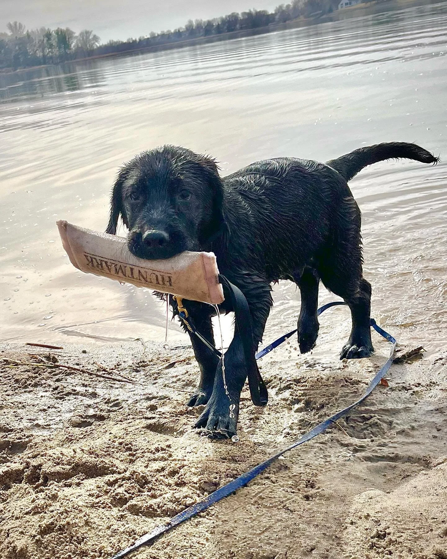 From carrying bumpers to mastering the dock diving pool, training days build the foundation of trust and skill that make winners 🥇 

📸 : @servicedog626

#SportsmansPride #FieldMaster #SwimmingLaps