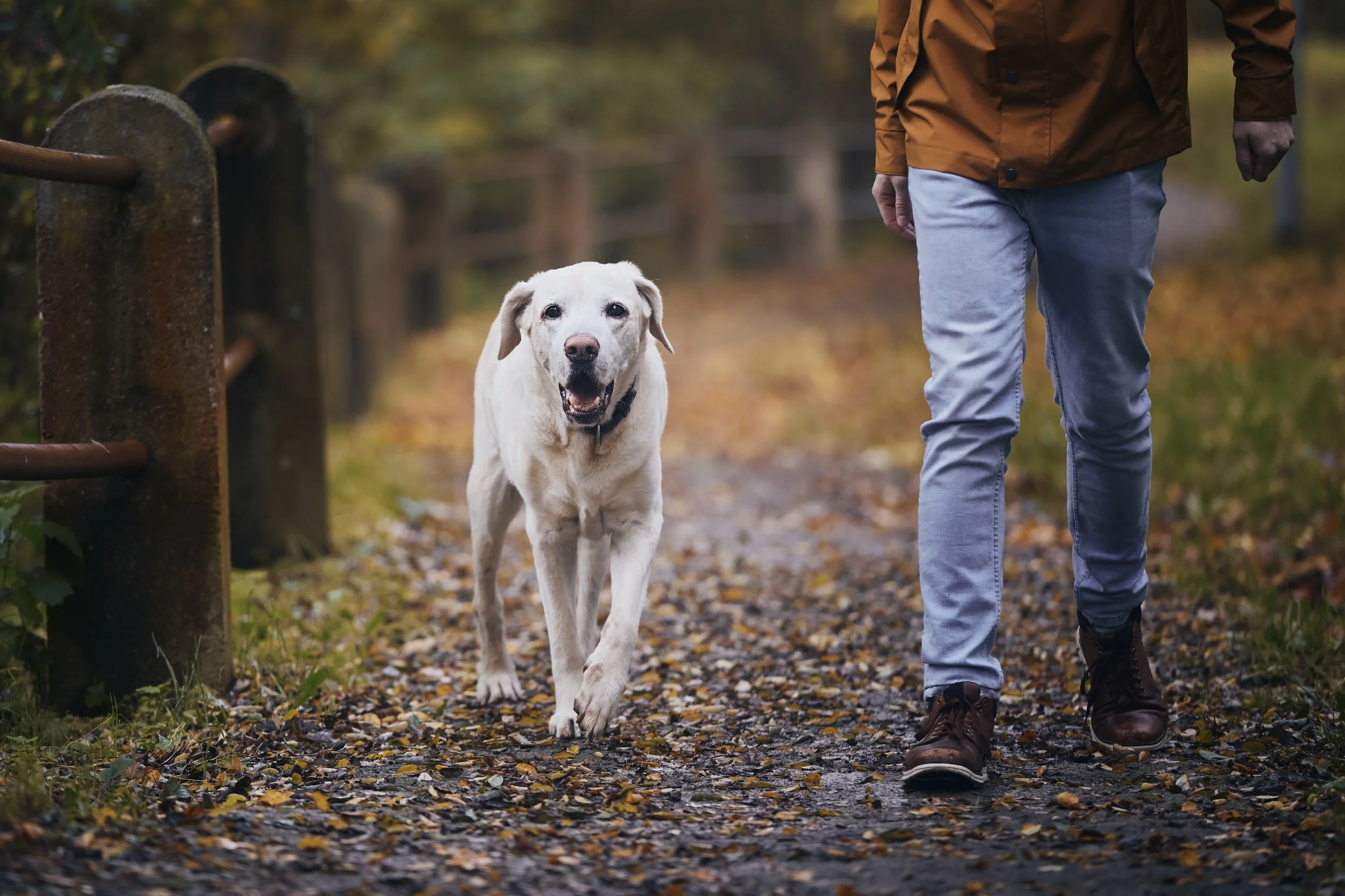 Rest and Recovery for Working Dogs