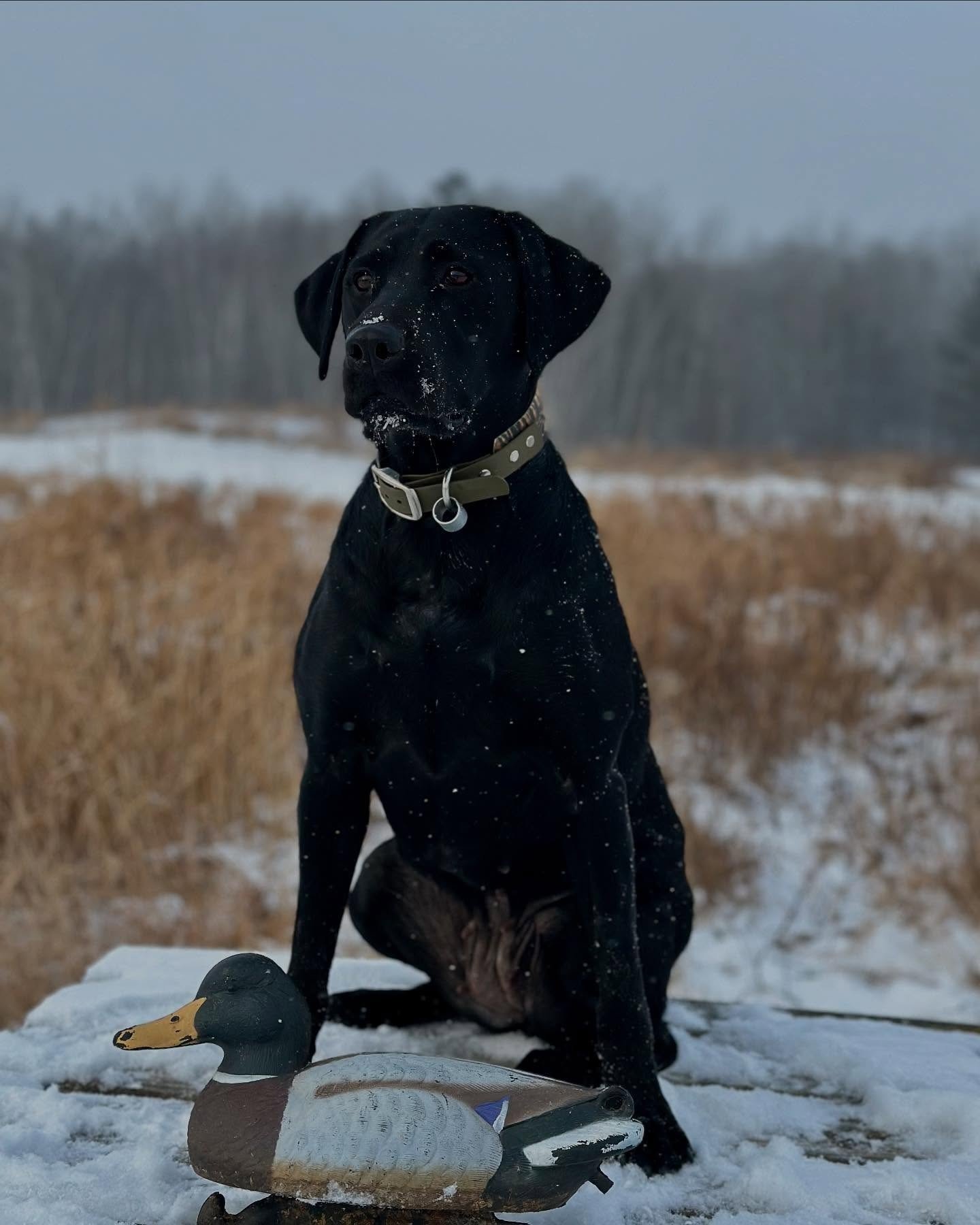 Steady, watchful, and ready when you are 🦆 The bond between hunter and retriever is built on true partnership, snow or shine ❄️ 

📸 : @mckenna.marko

#SportsmansPride #FieldMaster #SnowDaze