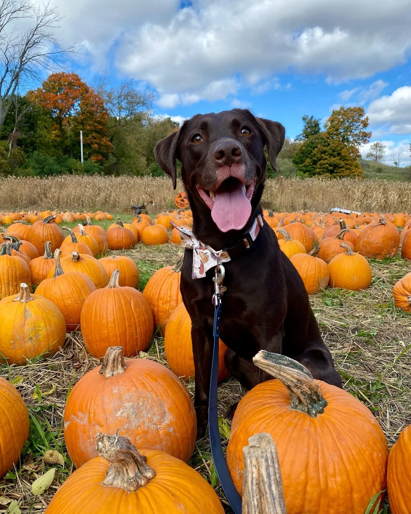 Thankful today and every day for loyal partners and time spent outdoors. 🦃🍂 From our pack to yours, Happy Thanksgiving! 🐾

📸 : @hifromhazel

#SportsmansPride #FieldMaster #Thanksgiving