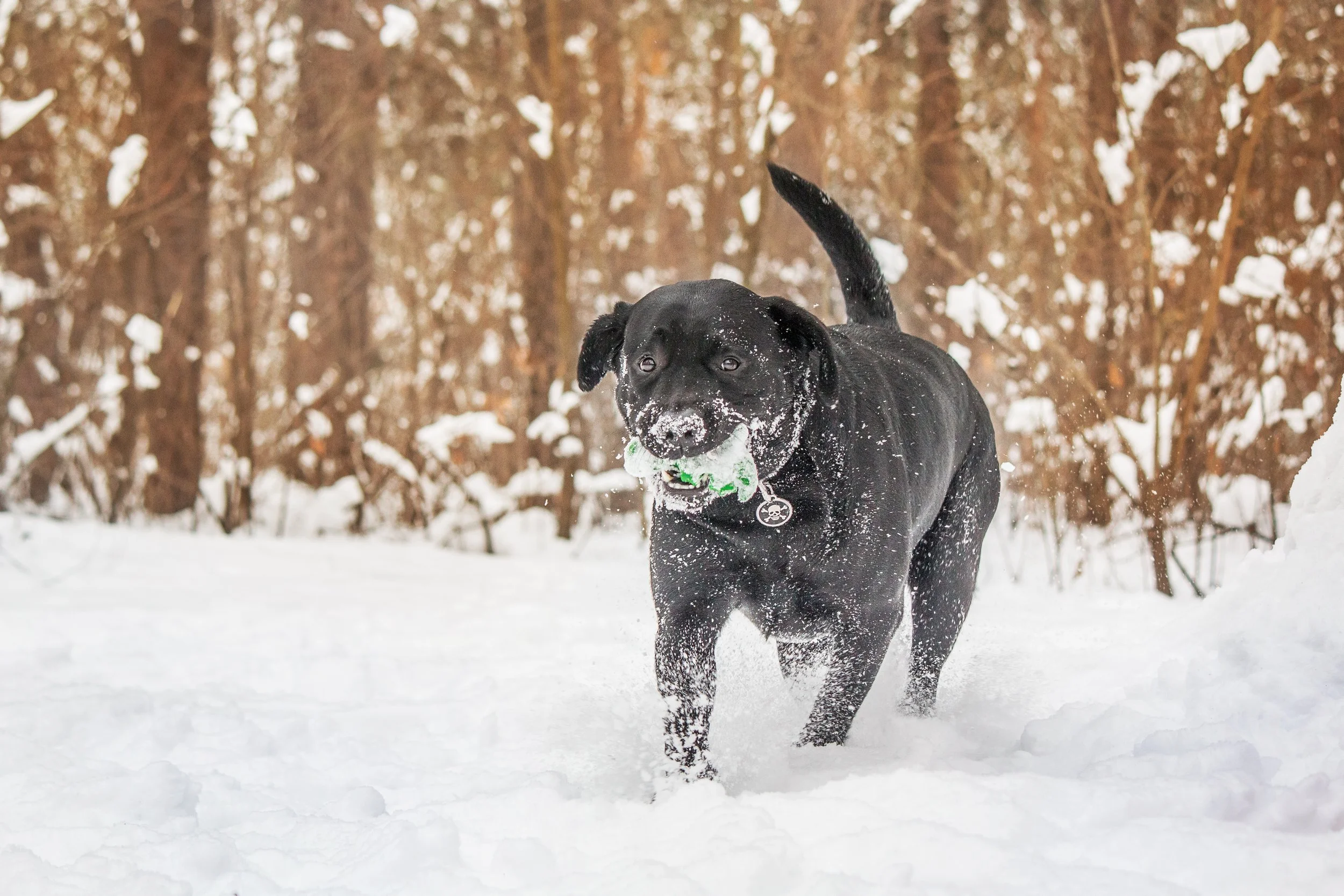 Cold-Weather Conditioning for Hunting Dogs