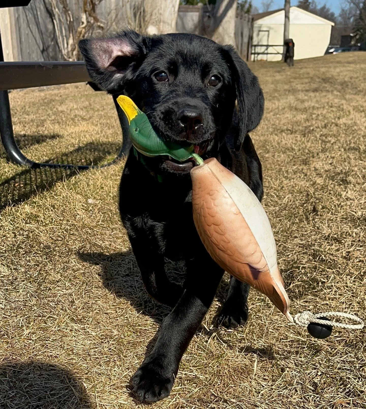 When did your pup make their first retrieve? Let us know in the comments 👇 

📸 : @servicedog626

#SportsmansPride #FieldMaster #PupsPride