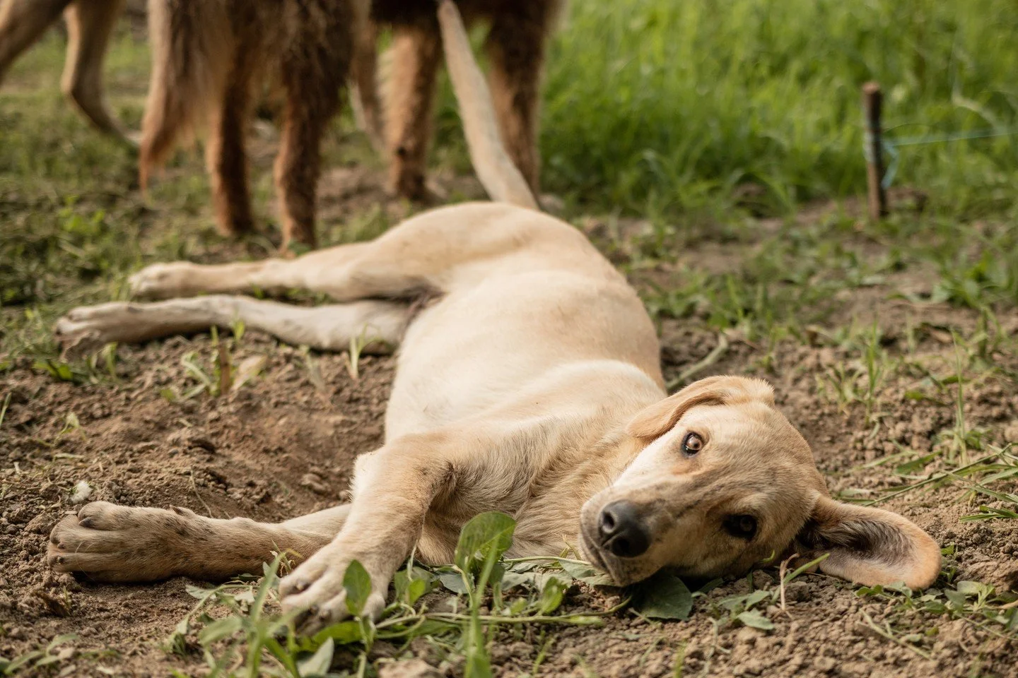 Rest is just as important in a working dog's routine as training. Our latest blog breaks down why including recovery time is essential for keeping your dog healthy and ready for action 🐕 

Check it out now at the link in bio!

#SportsmansPride #Fiel