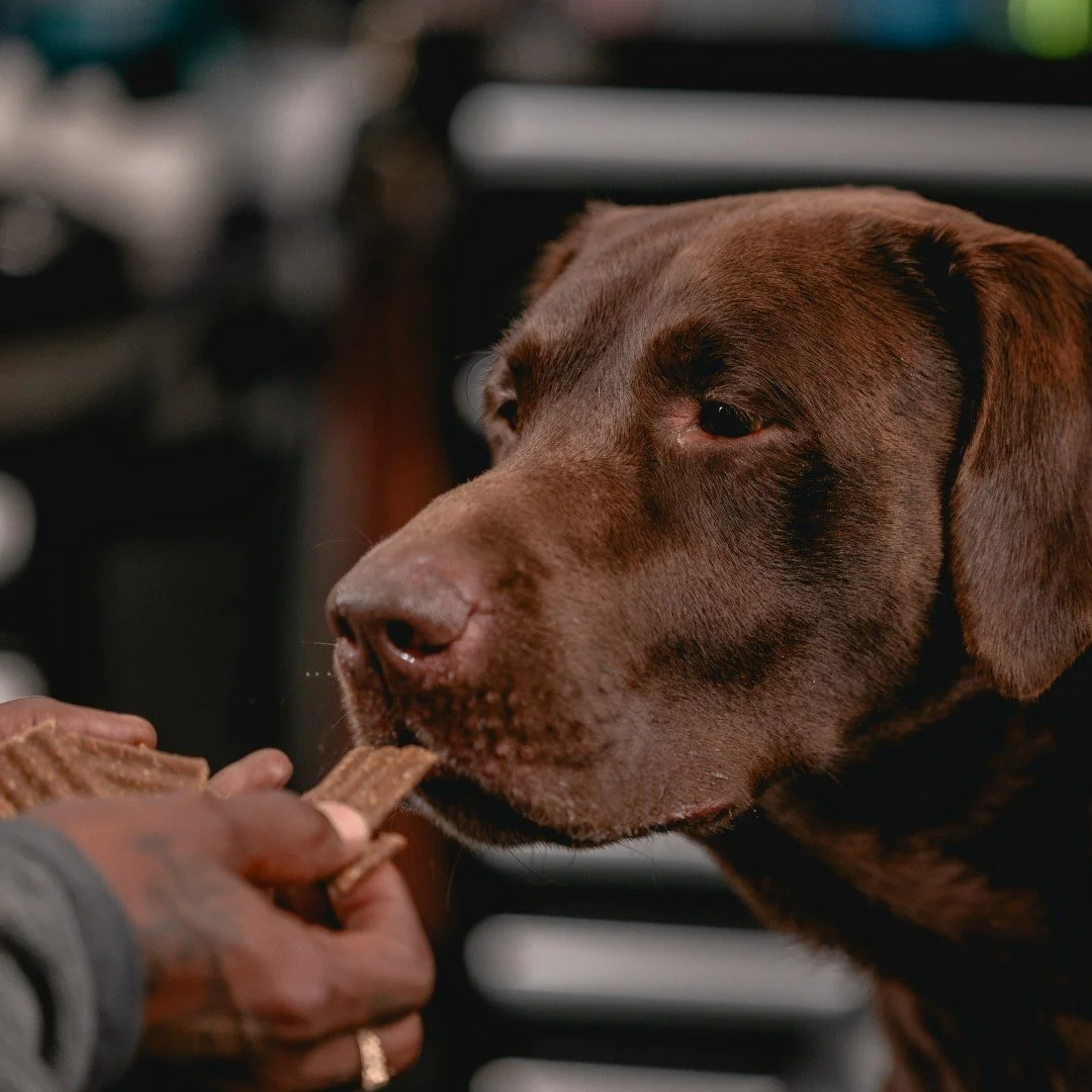 Wait for it...wait for it...👀 Even treat time is training time 🥓 

Get your dog's favorite treats in stores or at our InShop!

#SportsmansPride #FieldMaster #TrainingTreats