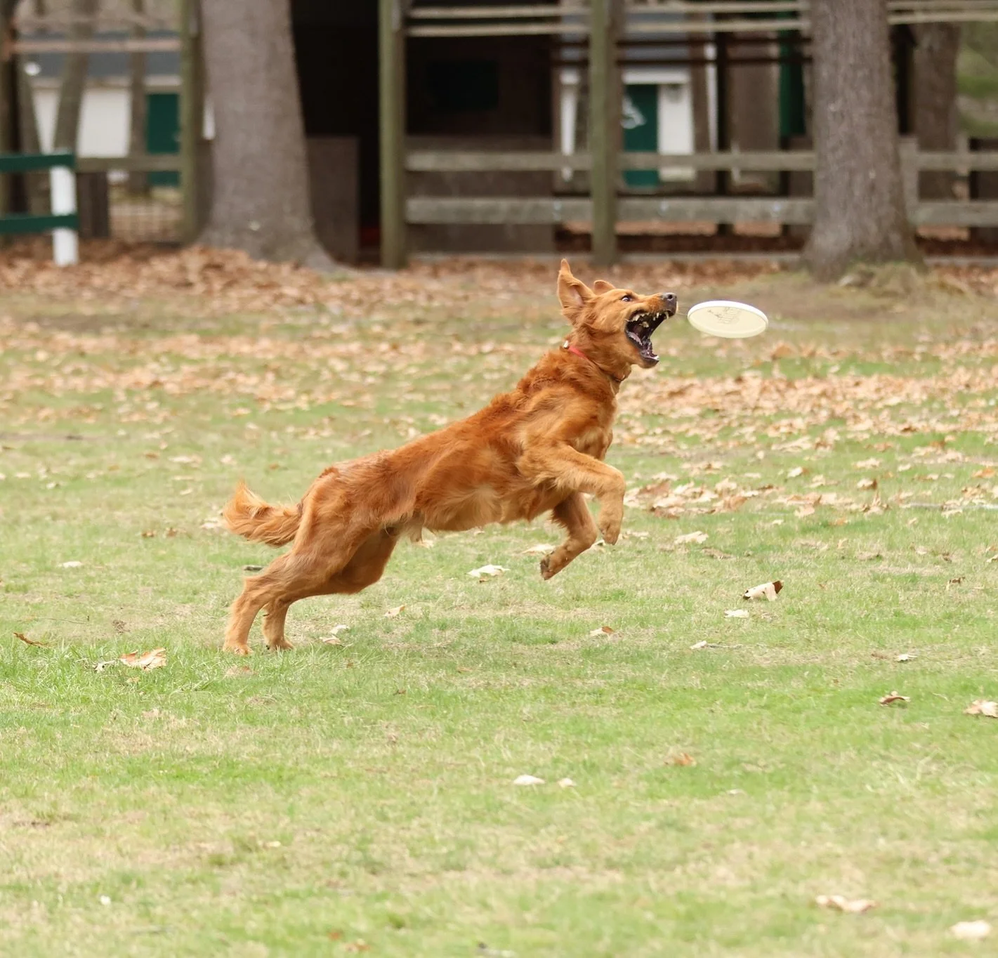 A leap, a spin, a perfect catch. 🥏 Some dogs were born for the spotlight, and @harlow_thegolden_ proves it with every jump.

#SportsmansPride #FieldMaster #FetchFuel