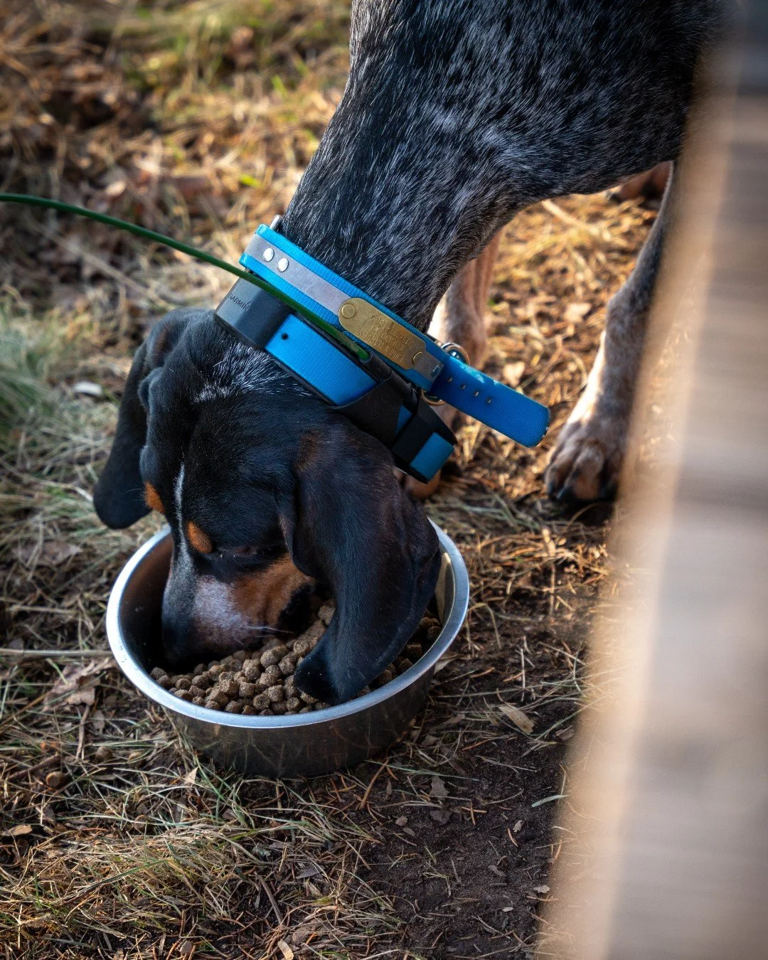 Keep your dogs fueled with Sportsman's Pride 🐾 Our formulas are crafted to help keep them at their very best!

Get your bag in stores or online at the link in bio!

#SportsmansPride #FieldMaster #FuelUp