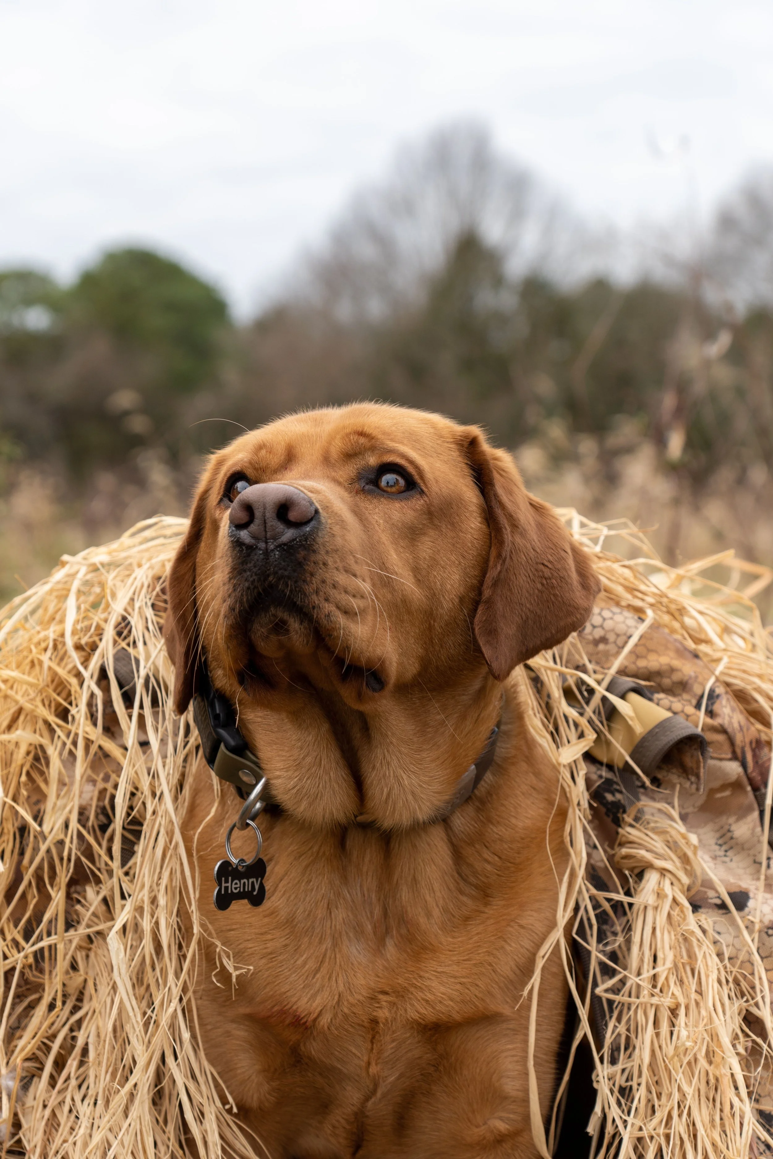 Dog wearing camouflage suit