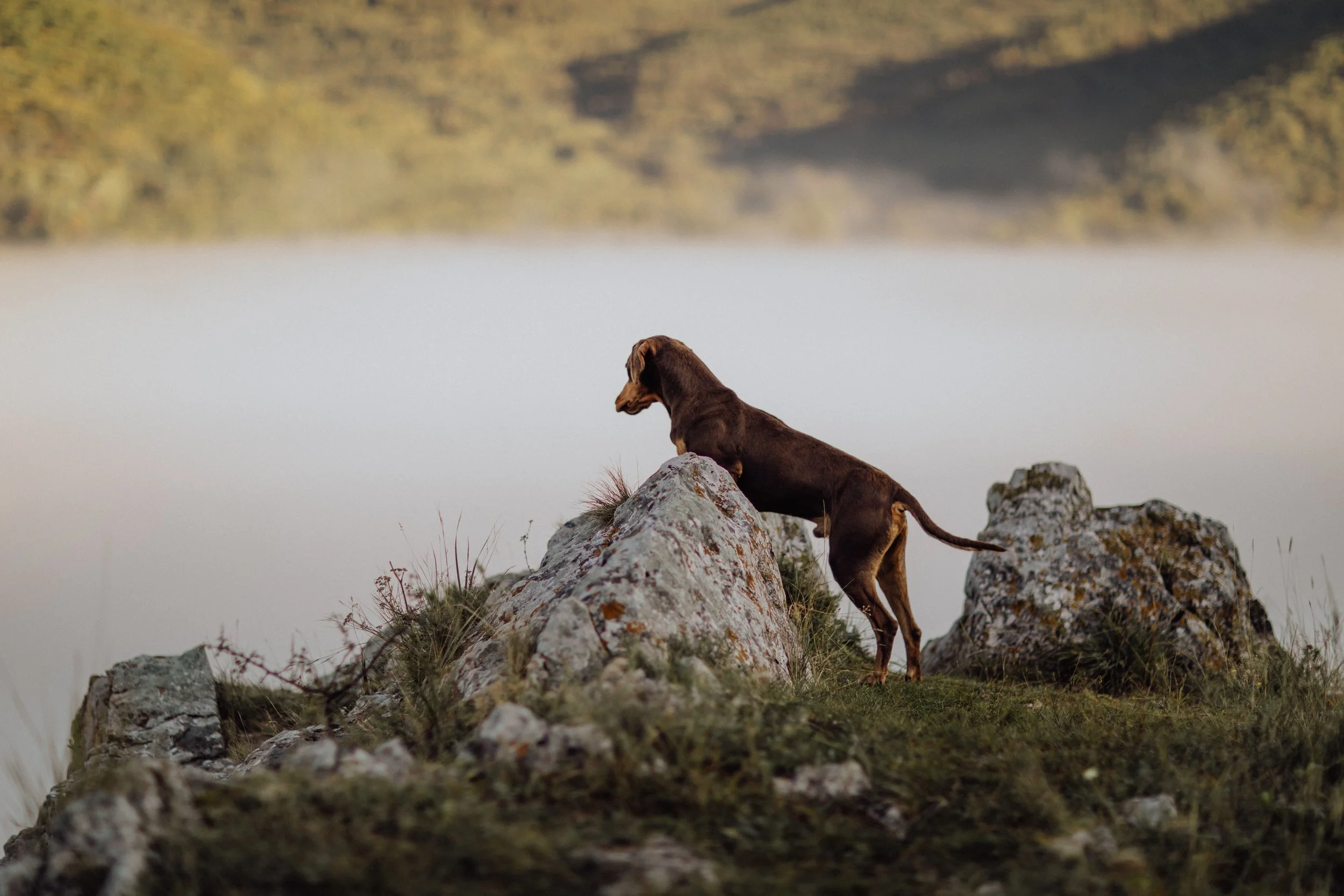 dog on rock overlooking foggy valley