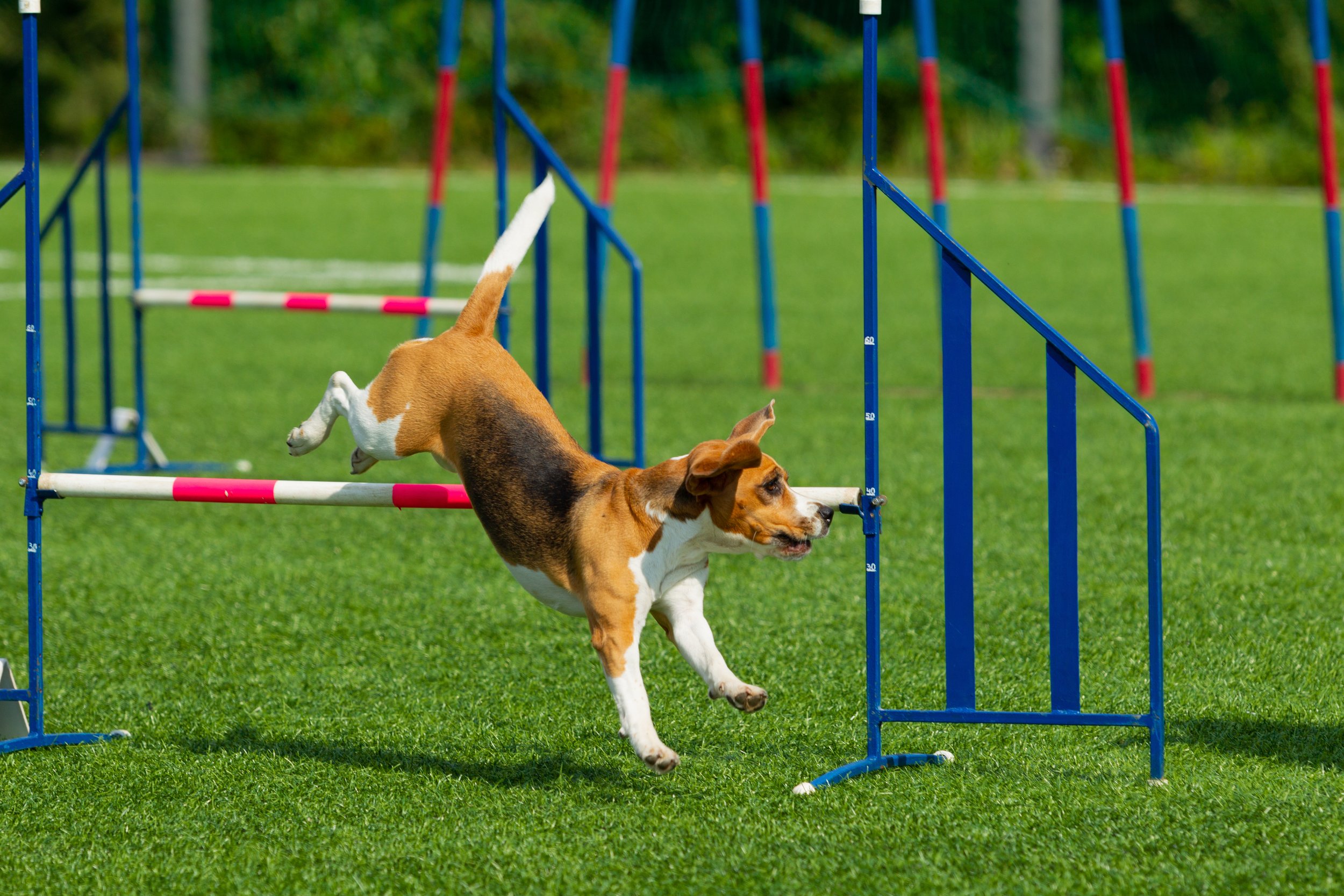 Try A New Sport with Your Dog — Sportsman's Pride