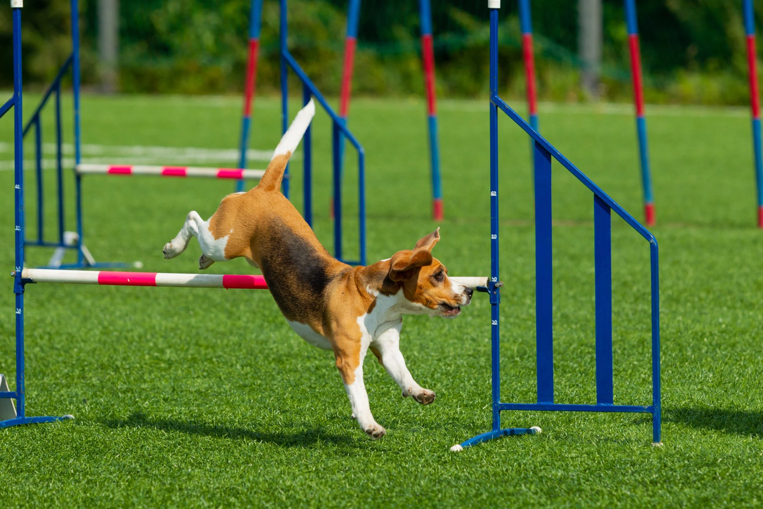 Try A New Sport with Your Dog — Sportsman's Pride