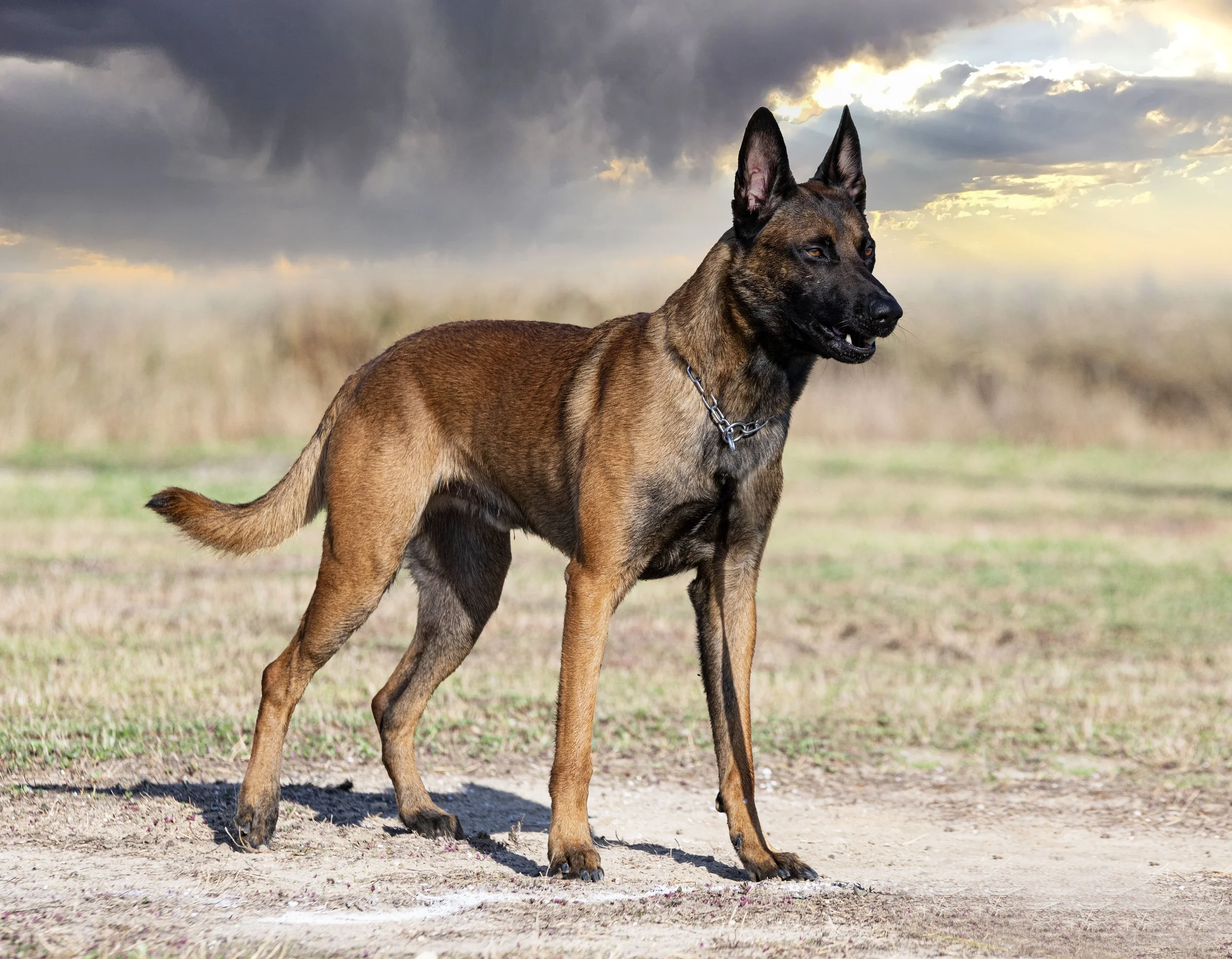 Dog Breed Highlight Belgian Malinois Sportsman s Pride dog-breed-highlight-belgian-malinois-sportsman-s-pride