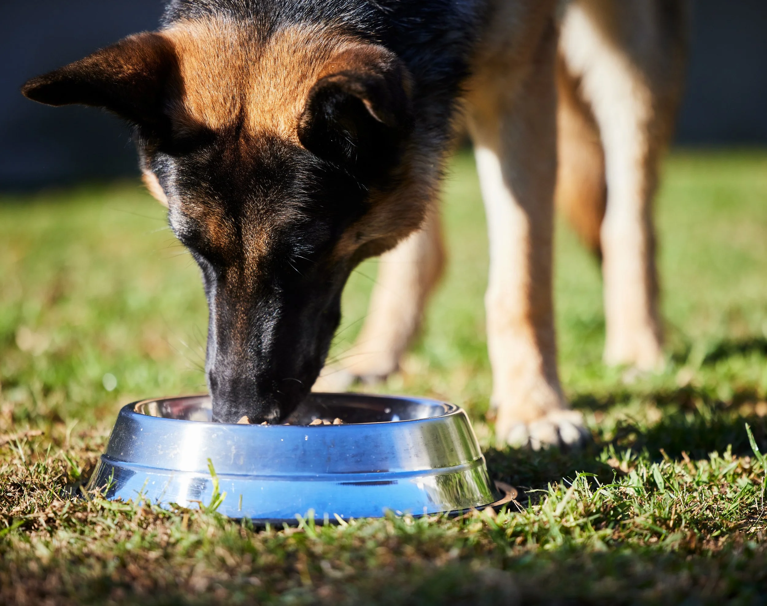 Dog eating from bowl outside