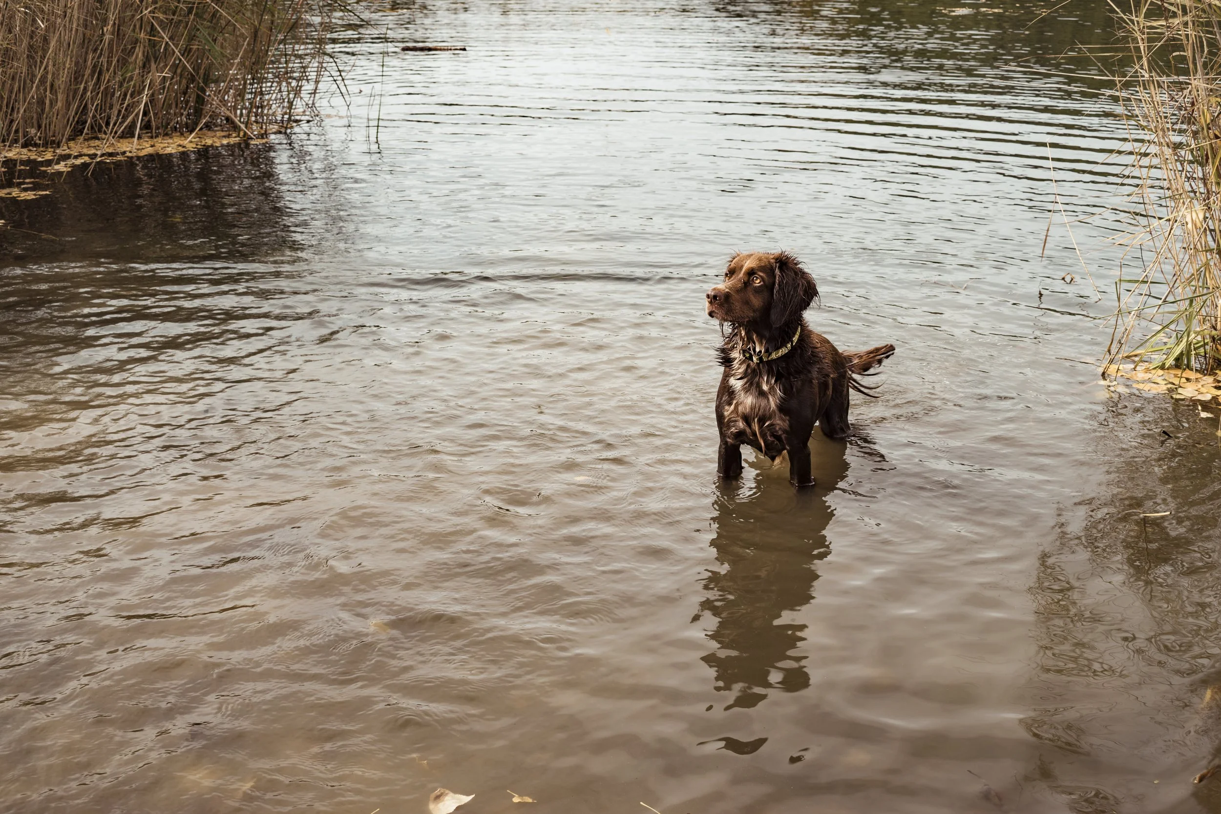 Brown dog standing in murky water
