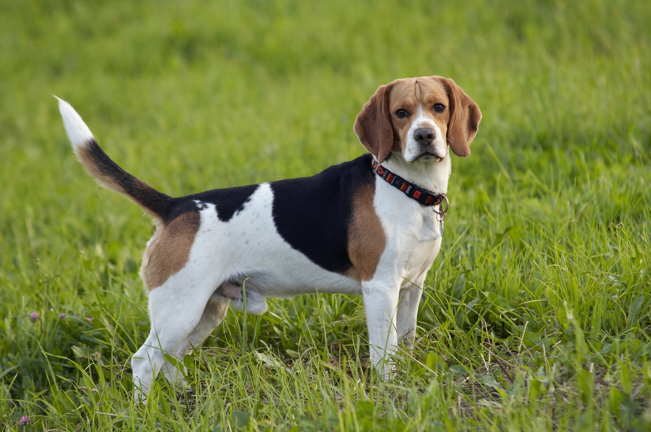 Beagle dog