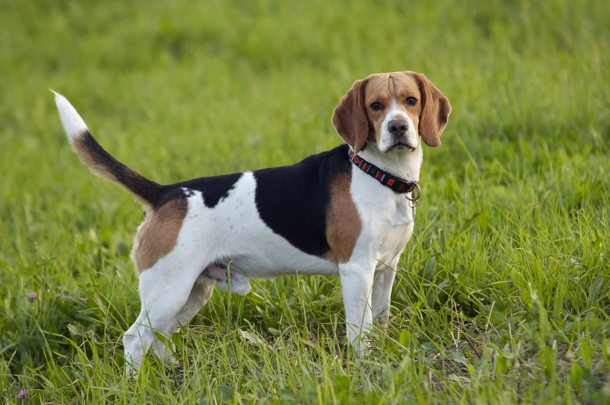 Dog Breed Highlight Beagles Sportsman s Pride Dog Breed Highlight Beagles Sportsman s Pride