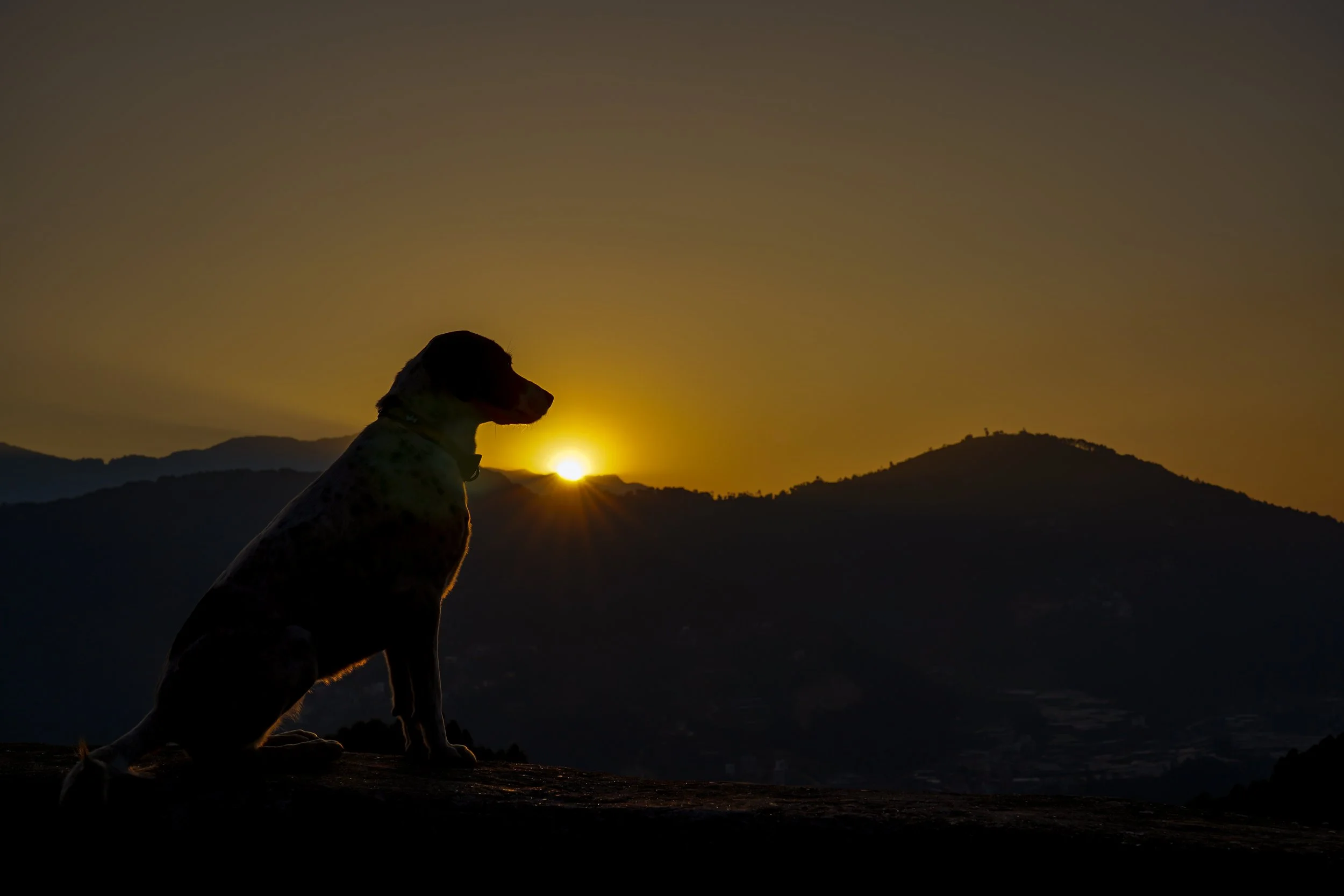 dog overlooking a mountain at sunset