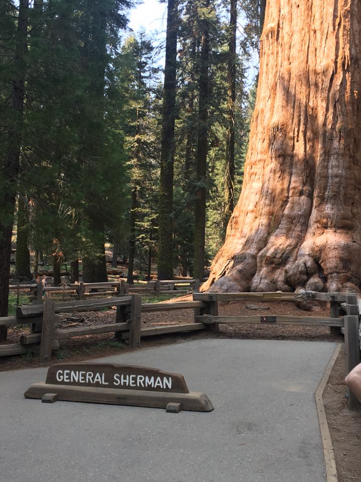 Shot of General Sherman redwood tree.