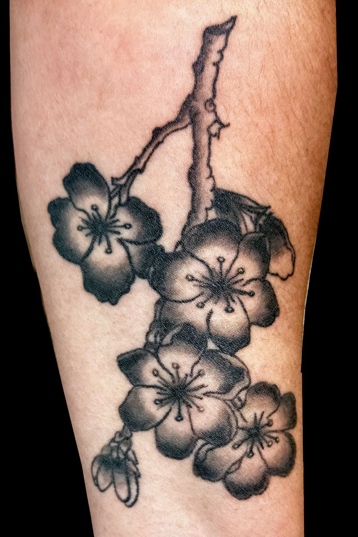 A delicate black and gray tattoo featuring blooming cherry blossom branches swaying gracefully against a clean background.