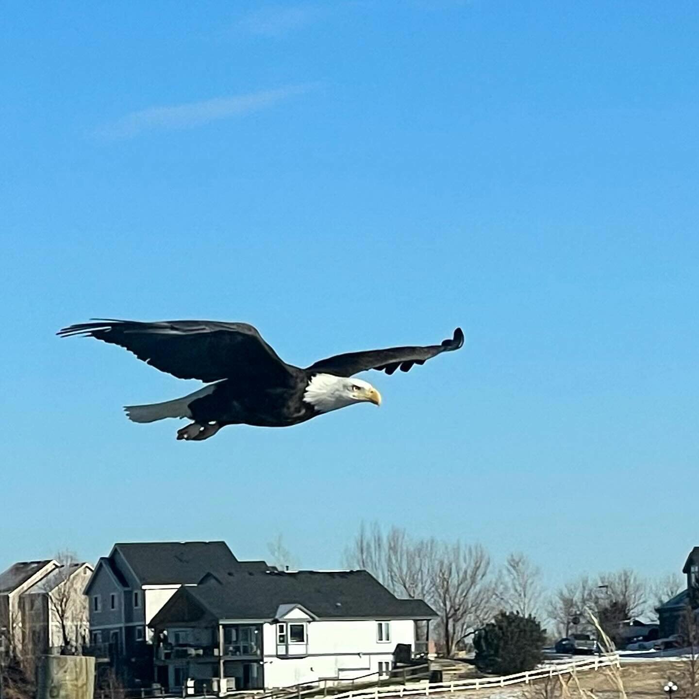 We saw a majestic bald eagle chasing magpies on a freezing Sunday afternoon. It was huge and was a size of a little dog. What a beautiful creature 🦅