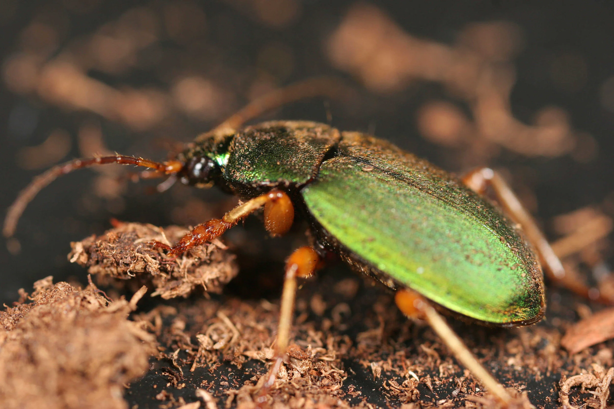 Chlaenius sp1..jpg