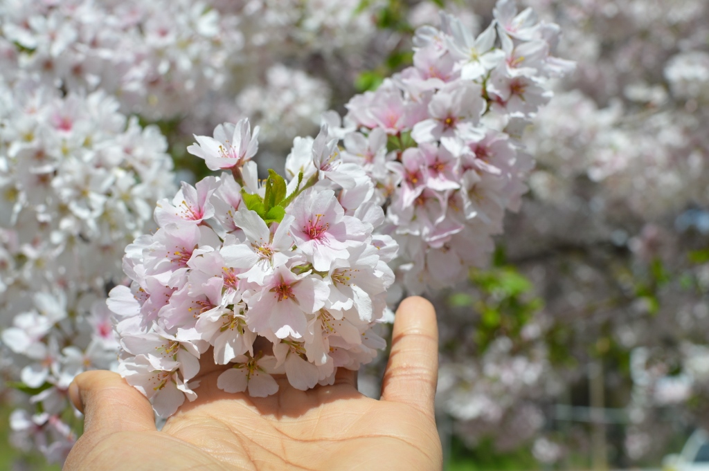 Cherry Blossoms in Atlanta