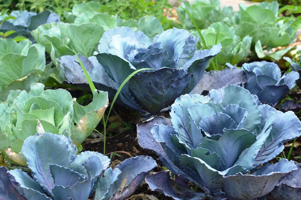 Good Shepherd Community Garden