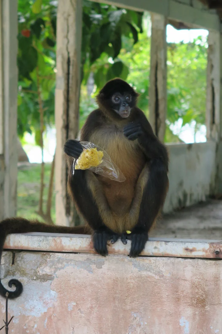 Final Days in Panama
