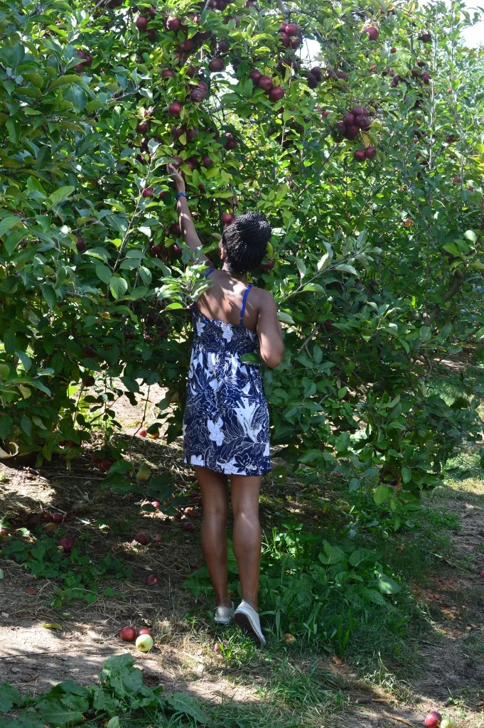Apple Picking - Atlanta - The City Dweller (1)