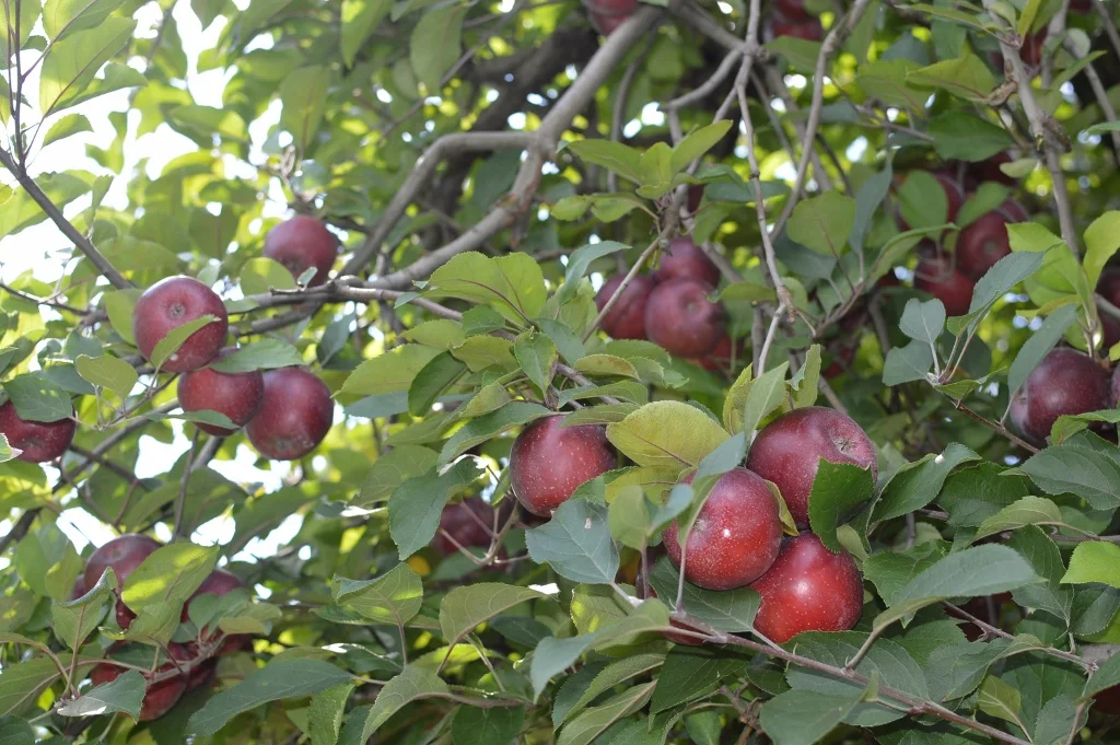Apple Picking - Atlanta - The City Dweller (12)