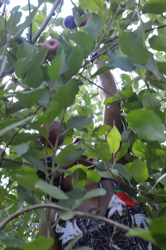 Apple Picking - Atlanta - The City Dweller (25)