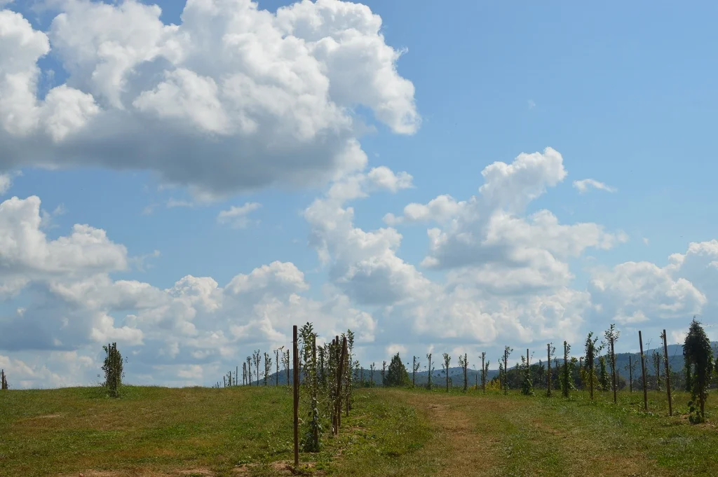 Apple Picking - Atlanta - The City Dweller (33)