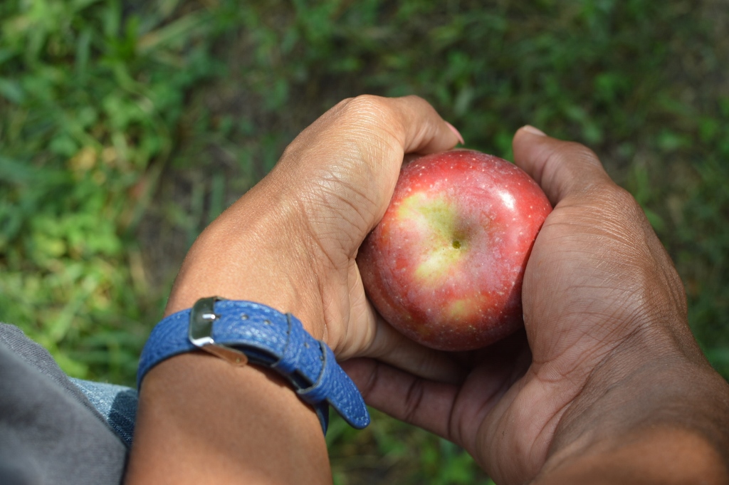 Apple Picking - Atlanta - The City Dweller (35)