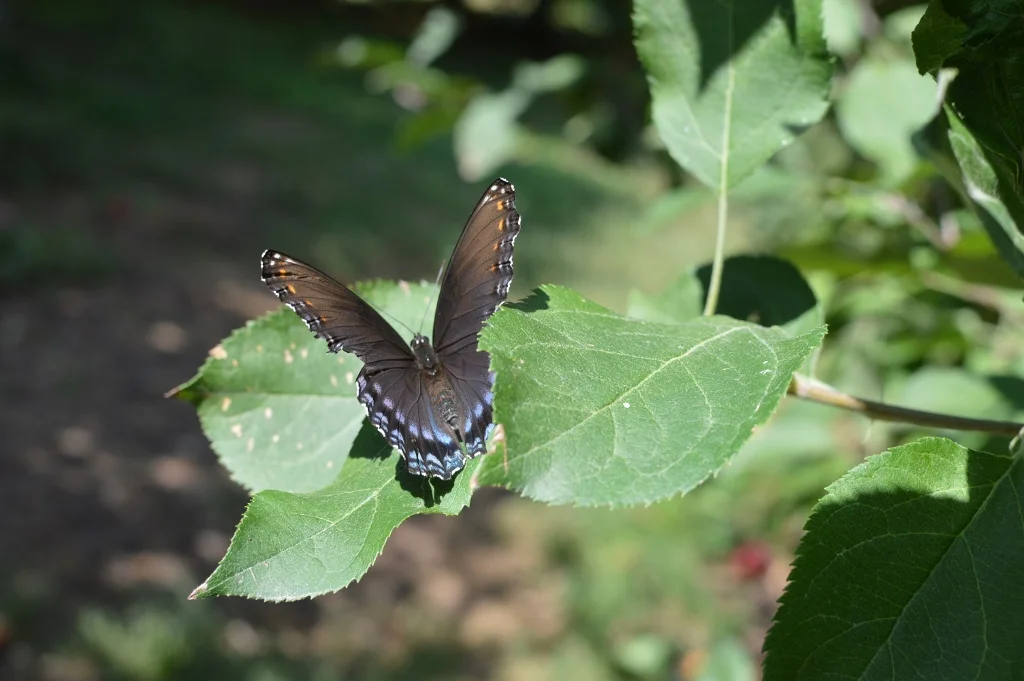 Apple Picking - Atlanta - The City Dweller (36)