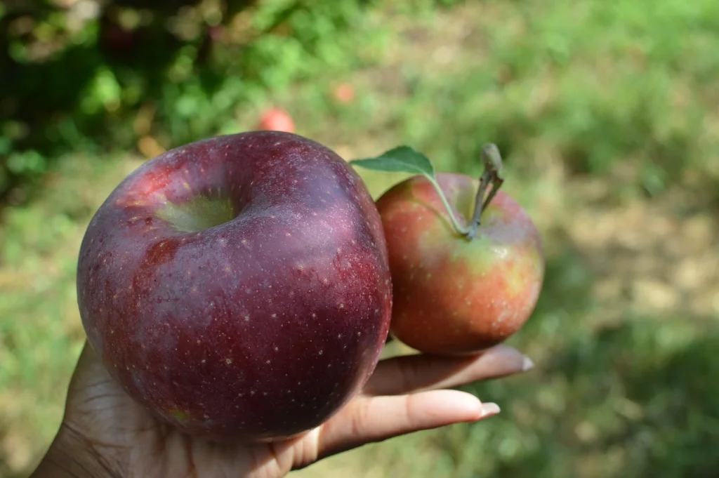 Apple Picking - Atlanta - The City Dweller (41)