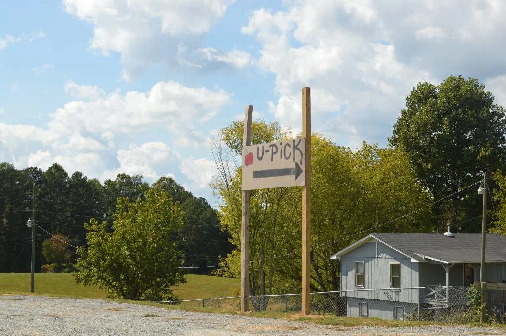 Apple Picking - Atlanta - The City Dweller (49)