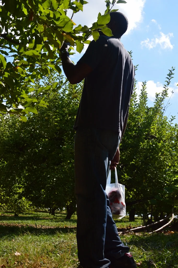 Apple Picking - Atlanta - The City Dweller (7)