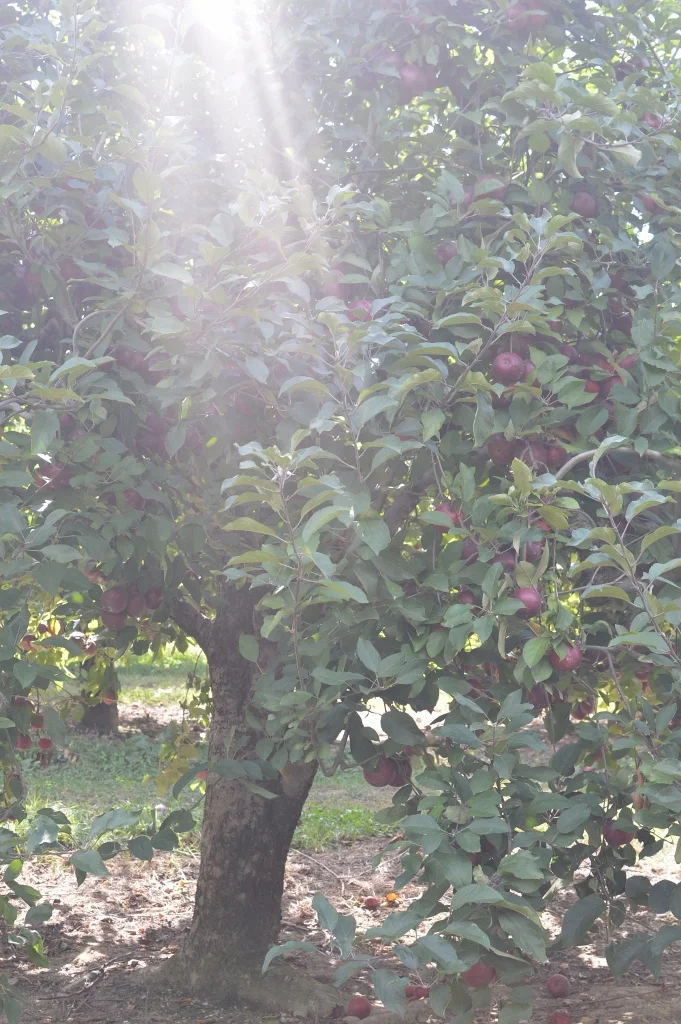 Apple Picking - Atlanta - The City Dweller (9)