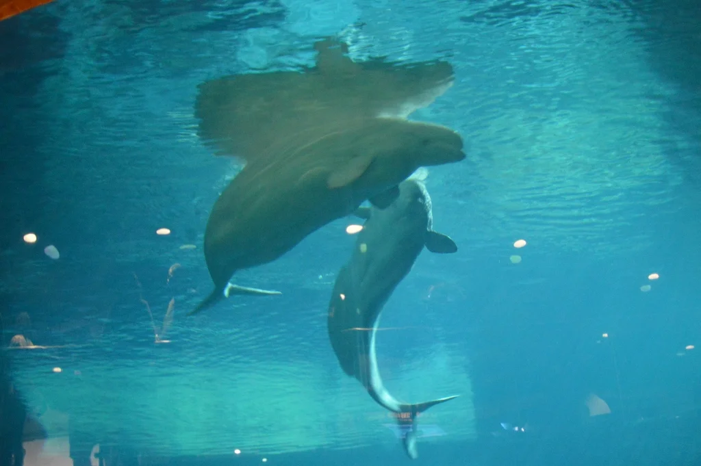 Sips Under the Sea - Georgia Aquarium - Atlanta - The City Dweller (12)