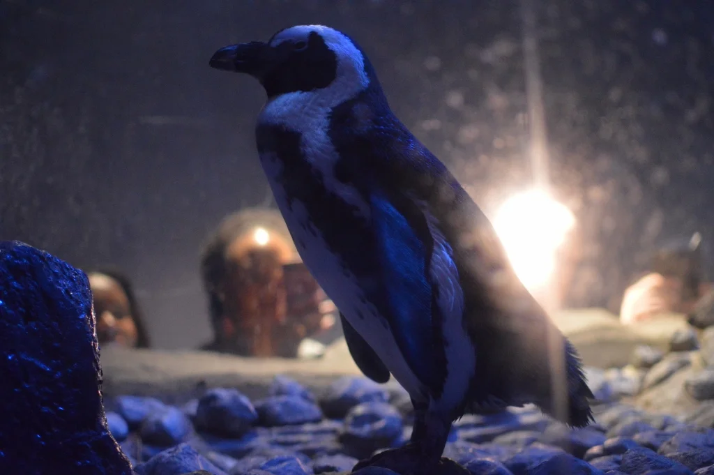 Sips Under the Sea - Georgia Aquarium - Atlanta - The City Dweller (22)