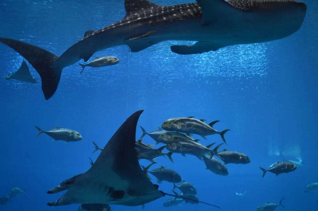 Sips Under the Sea - Georgia Aquarium - Atlanta - The City Dweller (28)