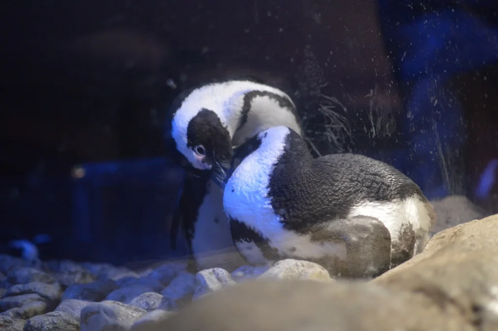 Sips Under the Sea - Georgia Aquarium - Atlanta - The City Dweller (32)