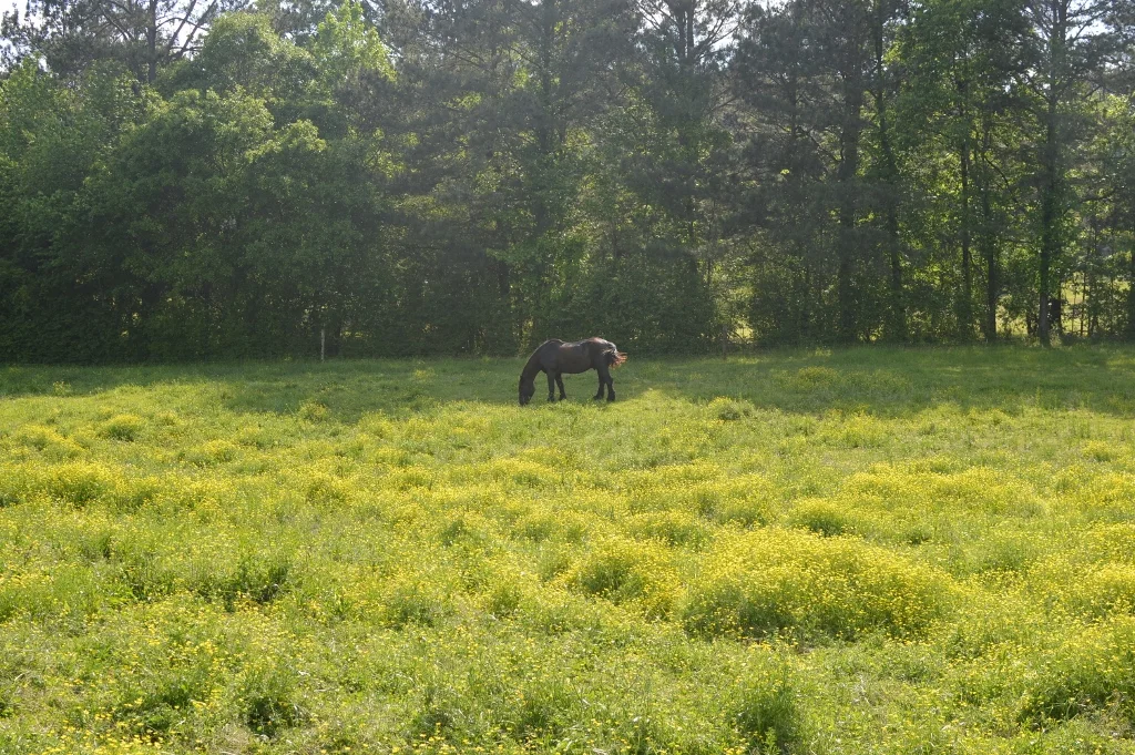 Serenbe - Day 1 - Atlanta - The City Dweller (38)