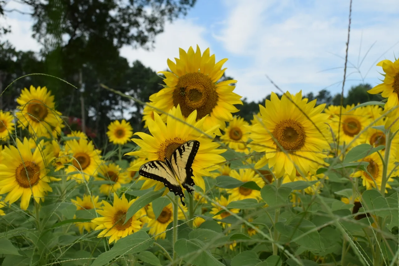 Sunflower Field_The City Dweller (6).jpg