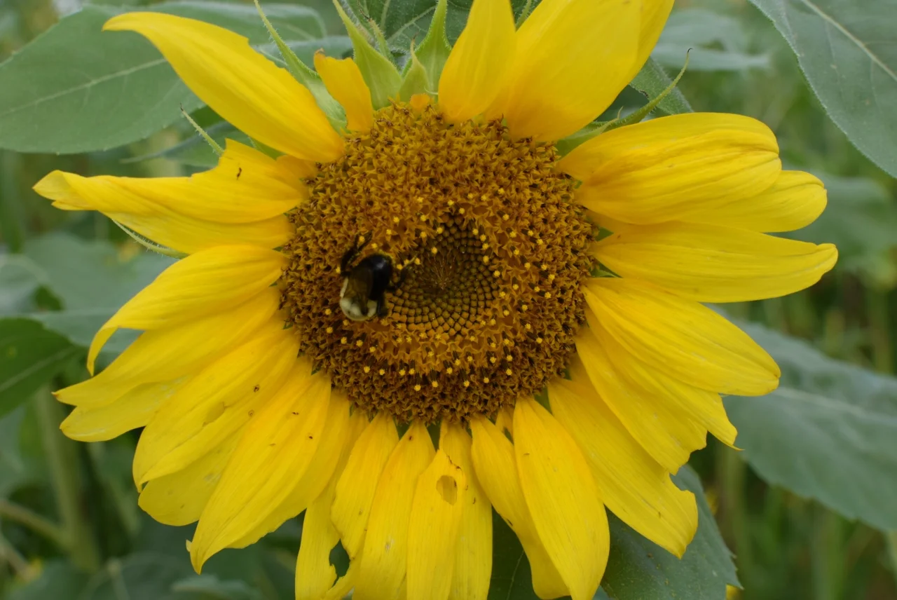Sunflower Field_The City Dweller (8).jpg