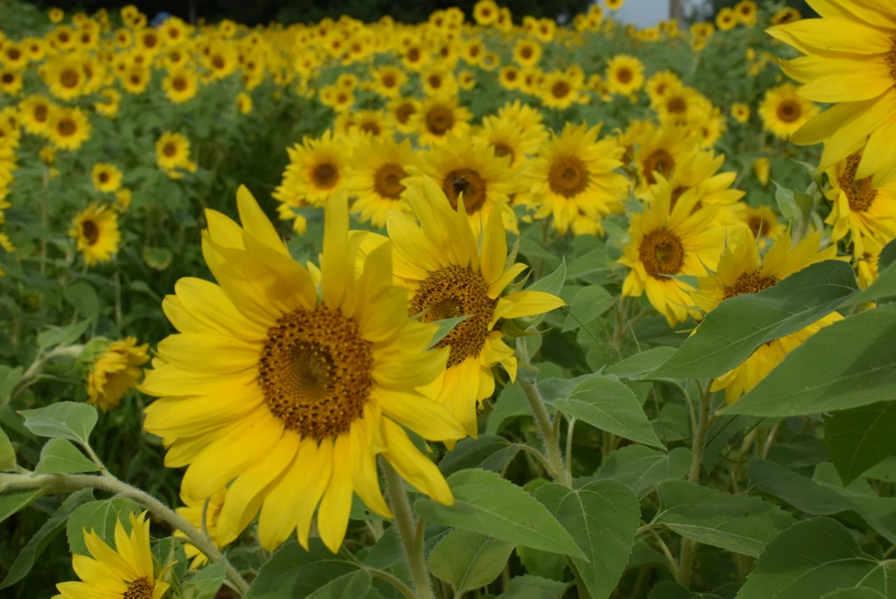 Sunflower Field_The City Dweller (7).jpg