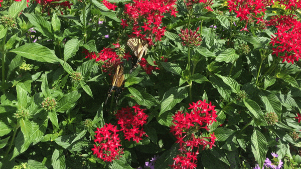 Gibbs Garden