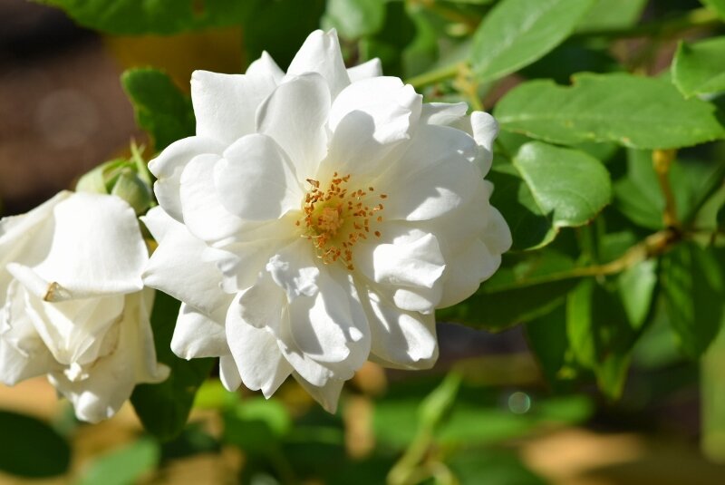 camelias-gibbs-garden-atlanta.jpg